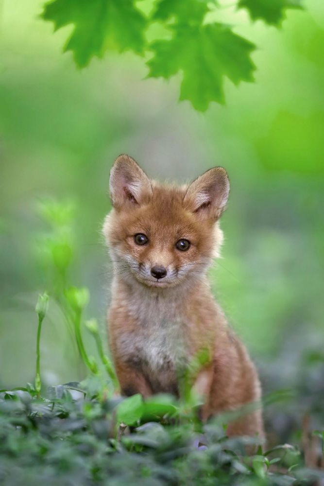 Red Fox Pup van Nick Kalathas