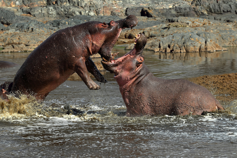 Hippos fight van Nicolas Merino
