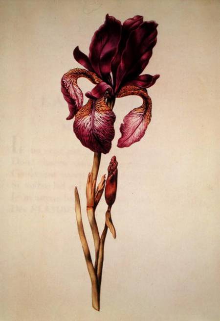 Iris, from 'La Guirlande de Julie' van Nicolas Robert