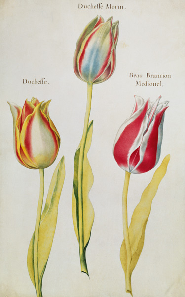 Tulips van Nicolas Robert