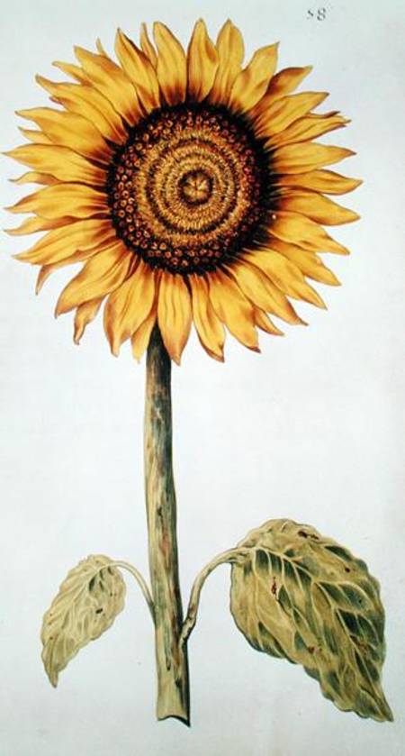 Sunflower or Helianthus, from 'La Guirlande de Julie' van Nicolas Robert