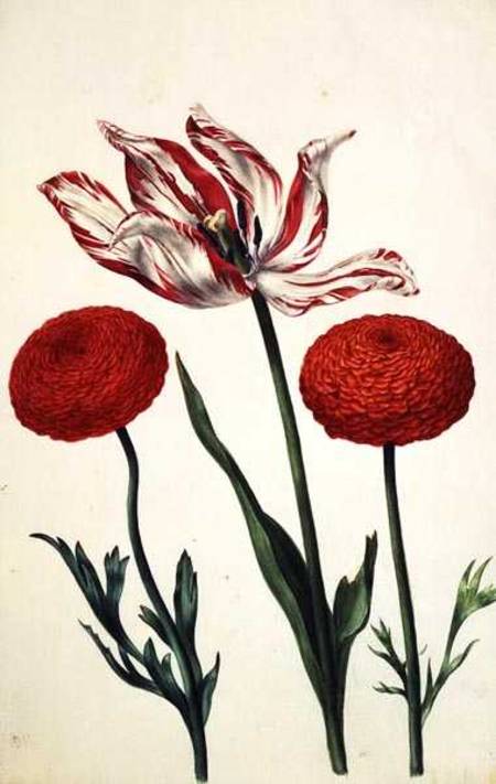 Tulip and Dahlias van Nicolas Robert