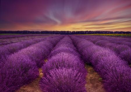 ...lavender field