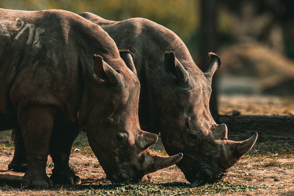 Pair of African Rhinoceroses van Niladri SSV Bhattar