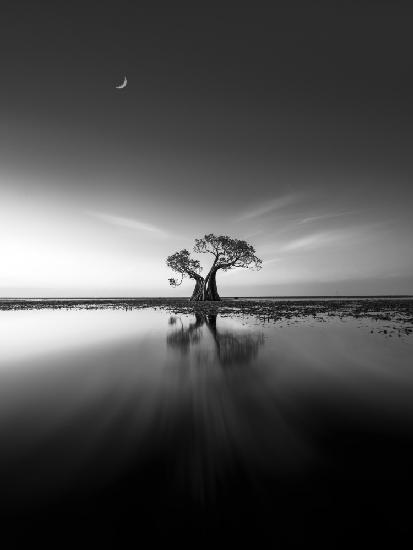 Lonely  Tree