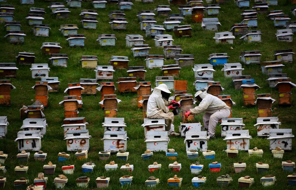 The Beekeepers van Niyazi Gürgen