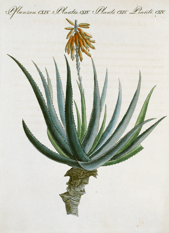 Aloe /from Bertuch 1809 van 