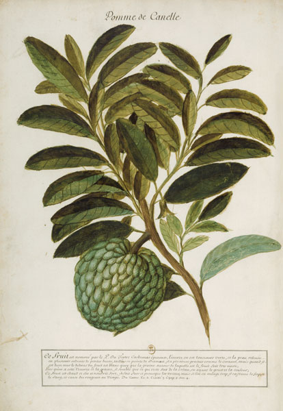 Anacardium pineum / Ch.Plumier van 