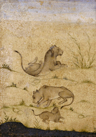 A Family Of Lions van 