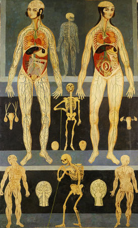 Anatomical Studies: Persia, Qajar van 