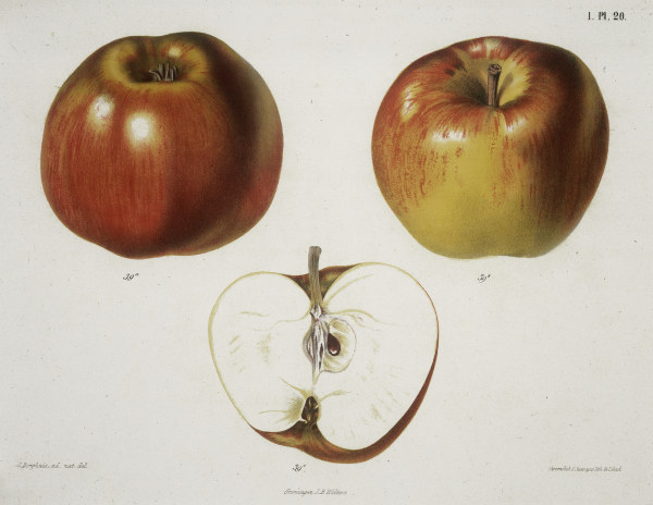 Apple / Colour lithograph van 