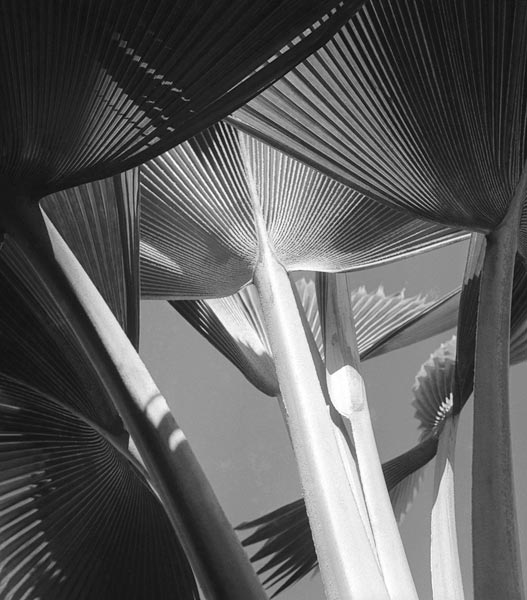Arrangement of common decorative palm (b/w photo)  van 