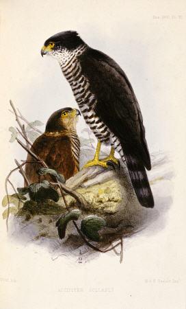 Accipiter Collaris (Semicollared Hawk)