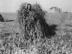 Arbeiterin bei Getreideernte, nach 1914