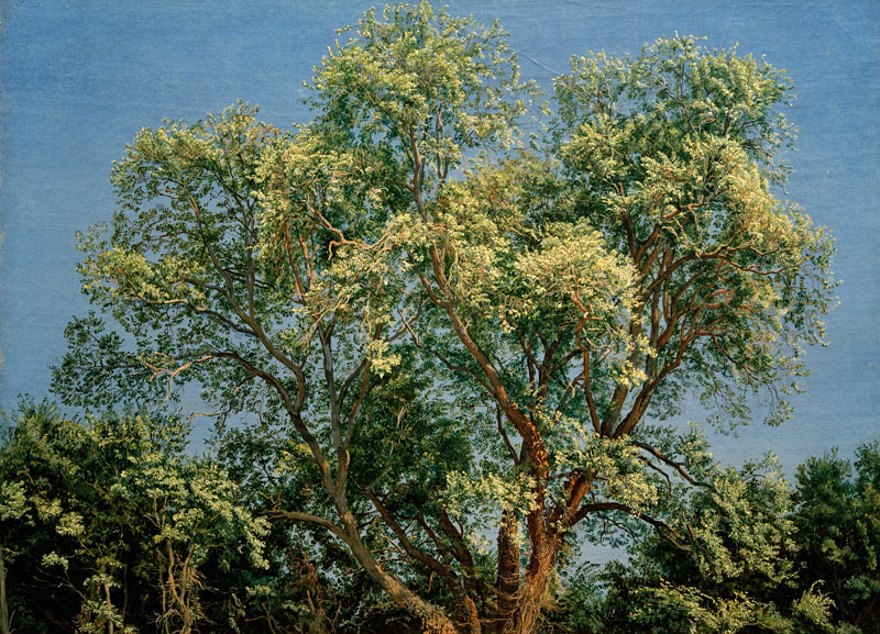 A.A.Iwanow, Baum im Chigi-Park van 