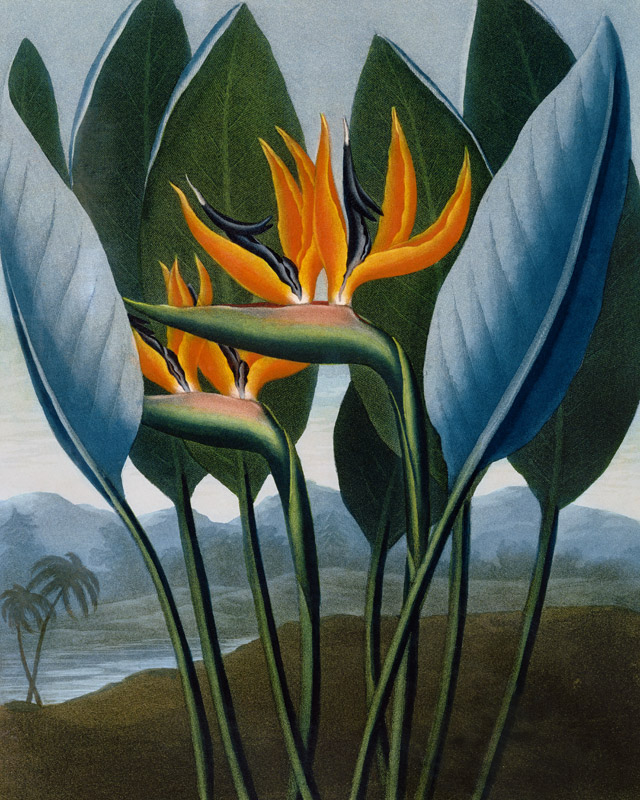 Bird-of-Paradise Flower / Aquatint 1804 van 