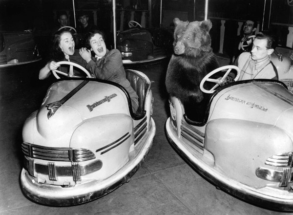 Brown bear of Bertram Mills circus in bumper cars dodgems animal animaux animals loisirs leisure van 