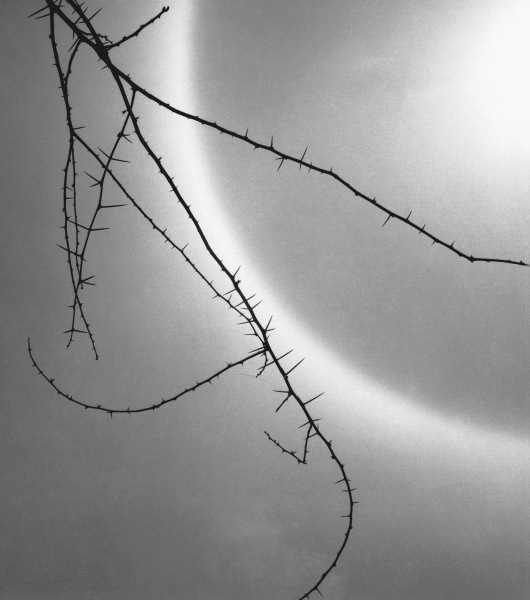 Barbed branch of thorny plant (b/w photo)  van 