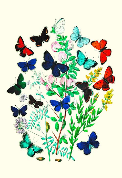 Butterflies van 