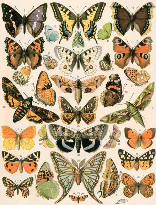 butterflies and moths van 