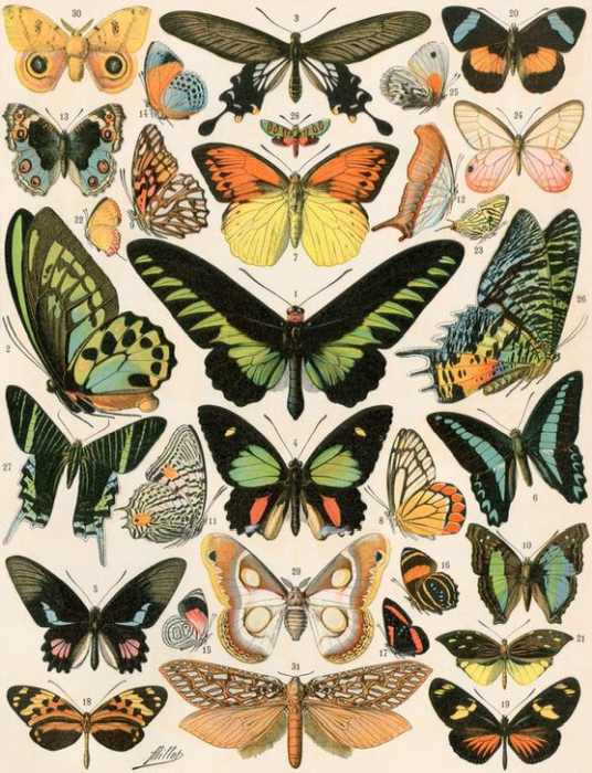 Butterflies and moths not native to Europe van 