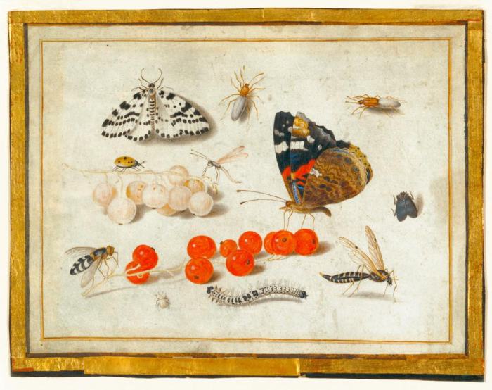 Butterfly, Caterpillar, Moth, Insects, and Currants van 