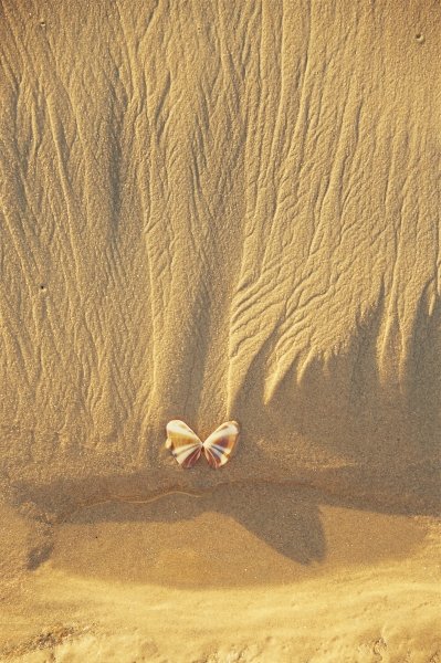 Butterfly like shell on sand near Covelong (photo)  van 