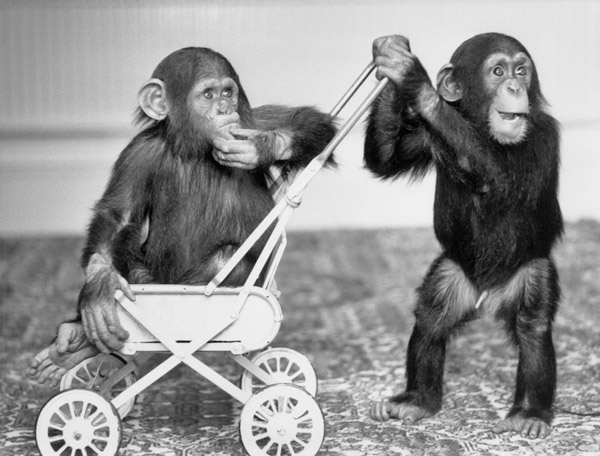 Chimpanzees Jambo and William at Twycross zoo, England van 