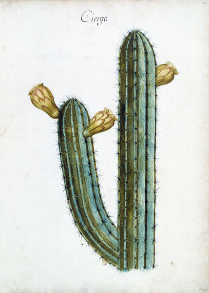 Cactus / Ch.Plumier van 