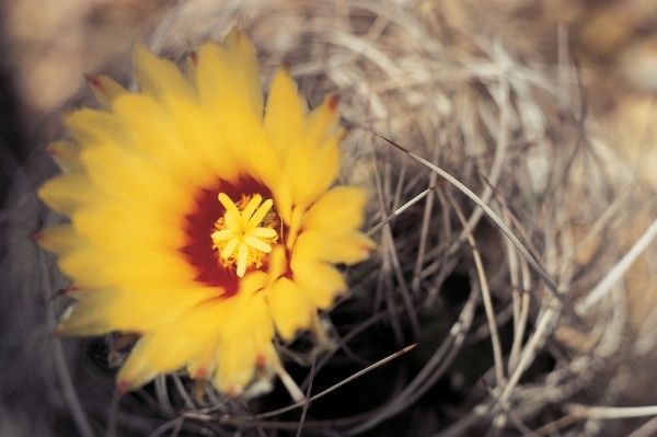 Cactus flower (photo)  van 