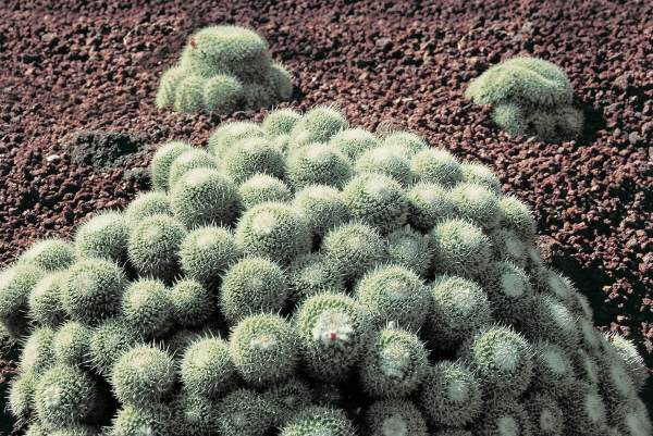 Cactus (photo)  van 