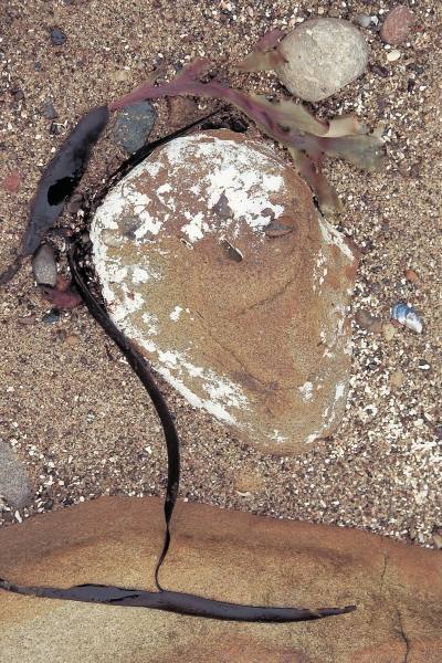 Calcium carbonate encrustation on rock and kelp (photo)  van 