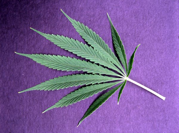 Cannabis (Cannabis sativa) / Photo van 