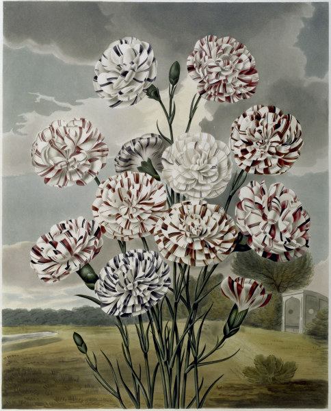 Carnations / Aquatint / S.Curtis 1820 van 
