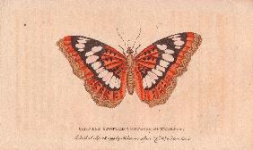 Chinese spotted tortoiseshell butterfly
