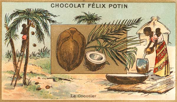 Coconut Palm / Collector s Card, c.1890 van 