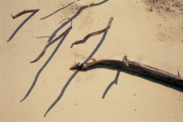 Coconut tree roots and dry twig, Bangramn (photo)  van 