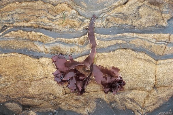Colored rock and kelp (photo)  van 