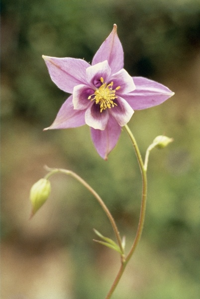 Columbine (Aquilegia pubiflora) (photo)  van 