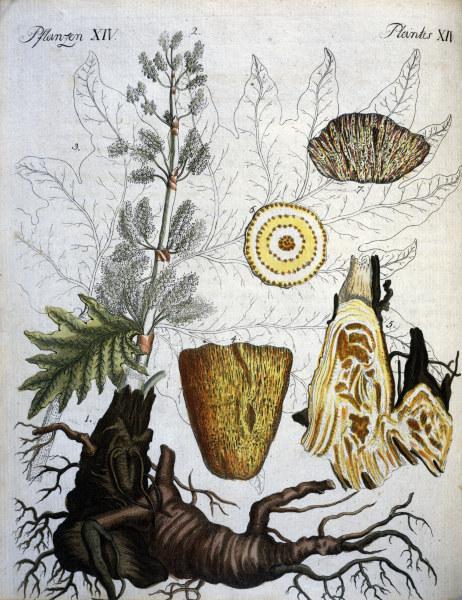 Common Rhubarb / Bertuch 1792 van 