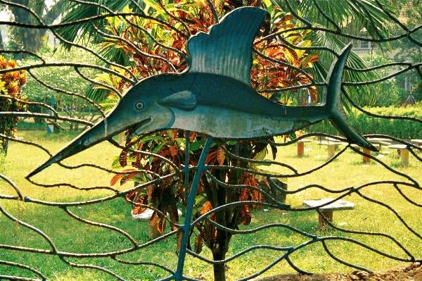 Croton highlighting fish fencing of garden (photo)  van 