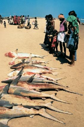 Catch of fish at Konarak (photo) 