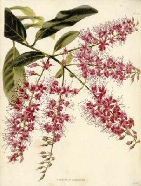 Combretum Purpureum From The Botanical Cabinet, Consisting Of Coloured Delineations Of Plants From A