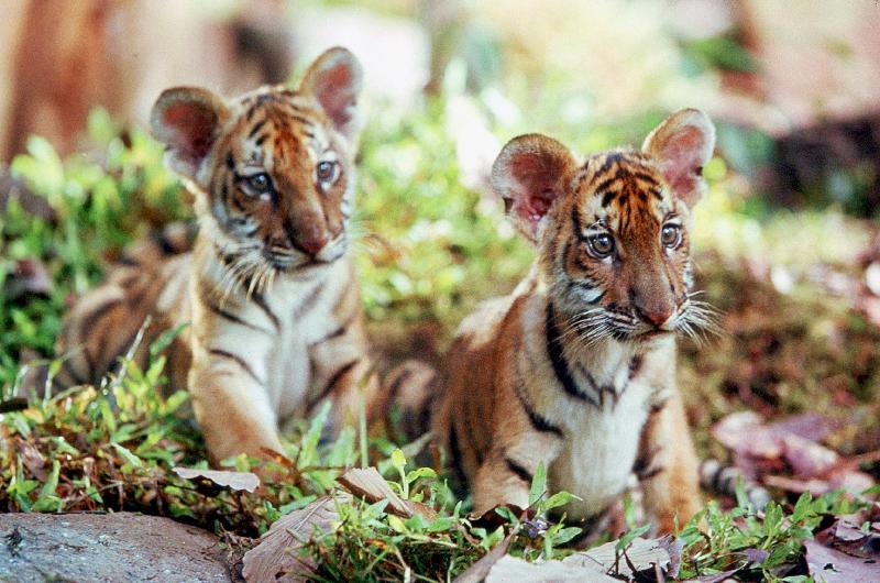 Deux Freres TWO BROTHERS de JeanJacquesAnnaud avec les petits tigres Kumal, Sangha van 