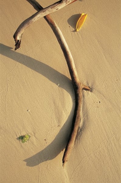 Driftwood and dry leaf (photo)  van 