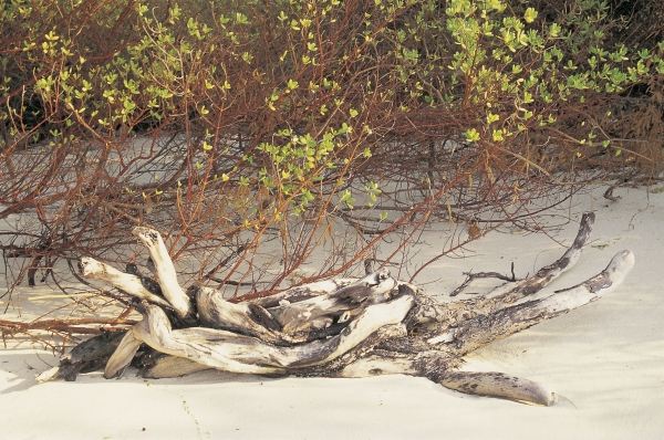 Driftwood and mangrove leaves (photo)  van 
