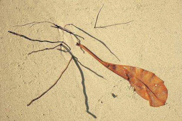 Dry leaf and coconut roots of a dead tree (photo)  van 