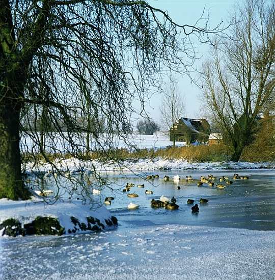 Duck Pond in Winter near Finchingfield, Essex van 