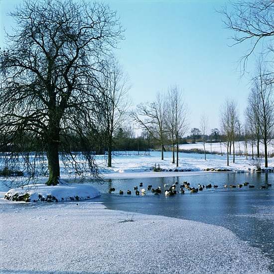Ducks in the Snow near Finchingfield, Essex van 