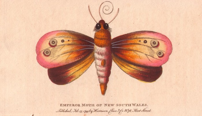 Emperor moth of New South Wales van 